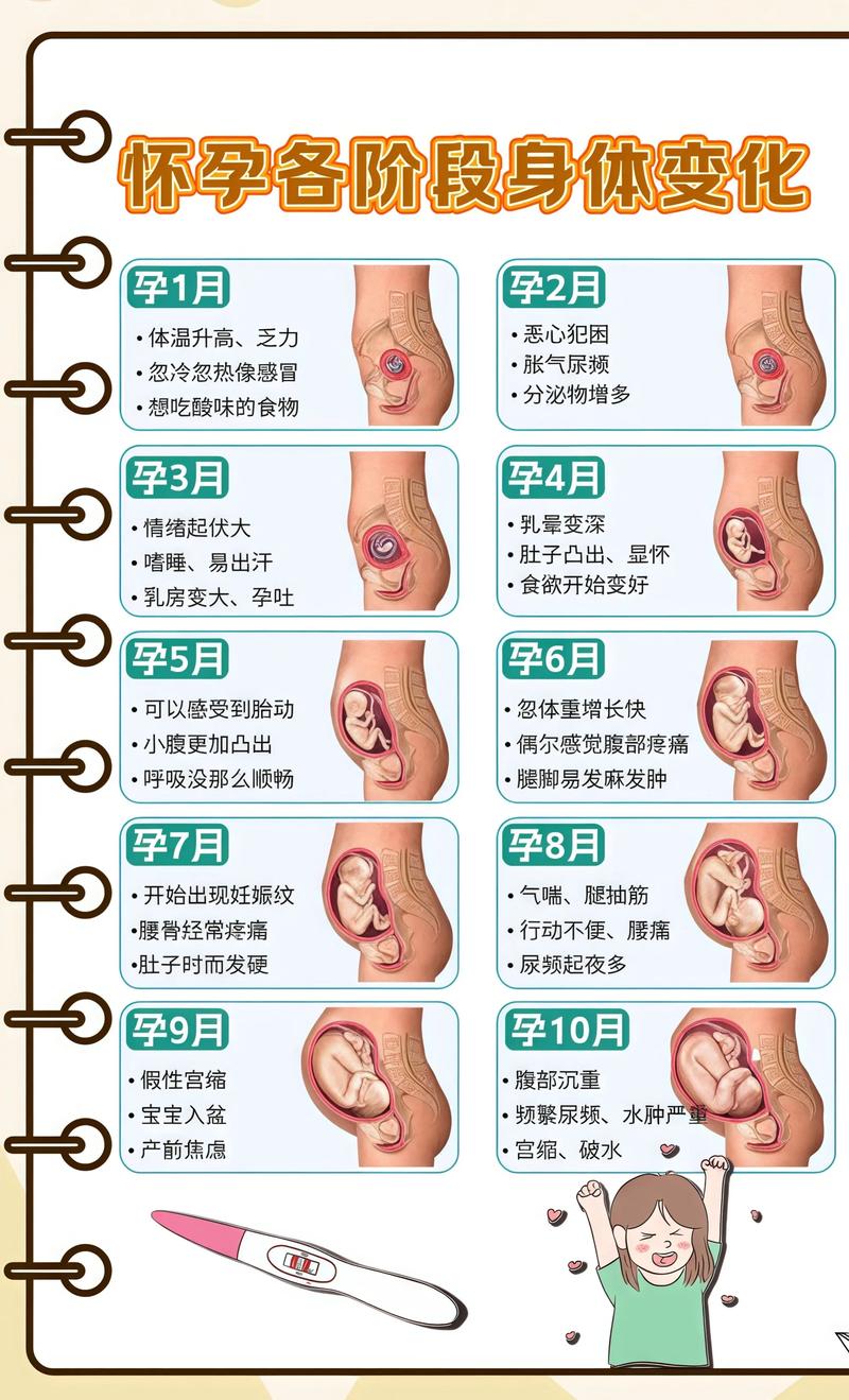 揭秘供卵代孕妈妈怀孕小腹分两节，孕期变化的奥秘宜宾代生机构: